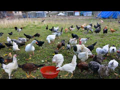 Видео: На 1 месяц Почему нет яиц? - Натуральное и недорогое птицеводство - Выращивание цыплят для получения