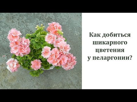 Видео: Как добиться шикарного цветения у пеларгонии? Мои комментарии к интернет-советам