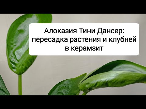 Видео: Алоказия Тини Дансер: пересадка растения и клубней из грунта в керамзит