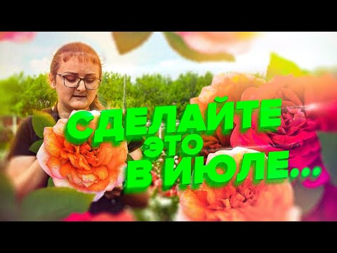 Видео: ЦВЕТУТ ВСЕ ЛЕТО! КАК ПРАВИЛЬНО УХАЖИВАТЬ ЗА РОЗАМИ В ИЮЛЕ?