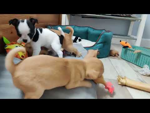 Видео: Щенки чихуахуа гладкошёрстные 23.09.2022