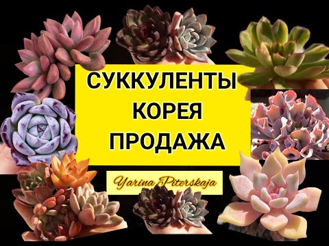 Видео: Суккуленты Корея. Продажа. Январь 2022 г.