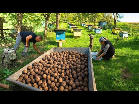 Видео: Как грецкие орехи собирают и превращают в аппетитное азербайджанское блюдо | Кулинария в деревне