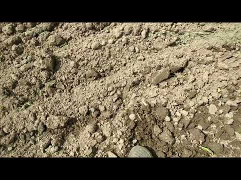 Видео: Почему сохнет лист у чеснока???? Помогите советом!