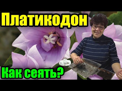 Видео: Посев платикодона. Как сеять и выращивать платикодон?