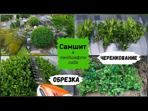 Видео: Самшит в ландшафте сада. Обрезка, черенкование.