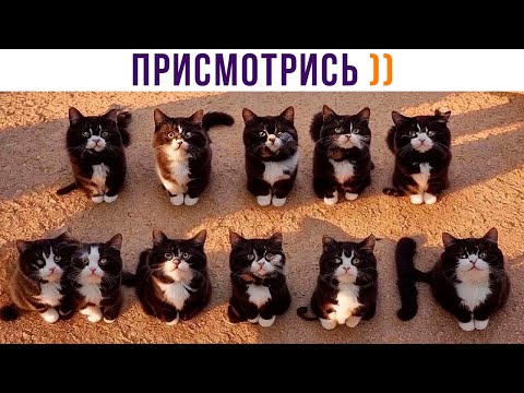 Видео: ПРИСМОТРИСЬ! ))) | Приколы с котами | Мемозг 1327