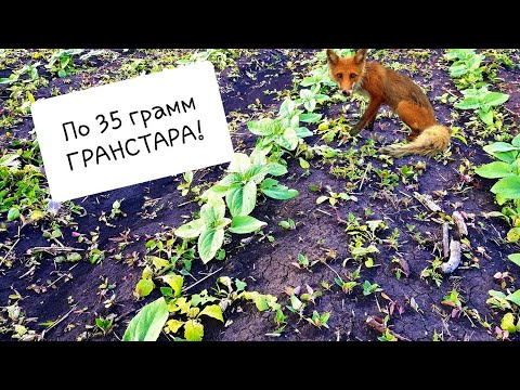 Видео: РЕЗУЛЬТАТ! Опрыскивание подсолнуха гранстаром. Гибриды: НСХ-498 (НЕРТУС), АРКАДИЯ (ЕВРАЛИС)