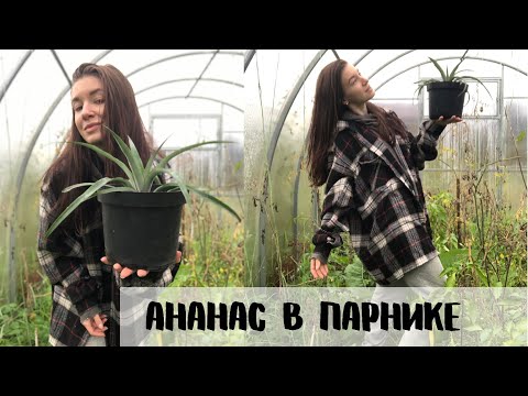 Видео: ПОСАДИЛА АНАНАС В ПАРНИКЕ | КАК ВЫРАСТИТЬ АНАНАС | ЧАСТЬ 4
