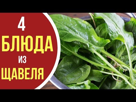 Видео: Что приготовить из ЩАВЕЛЯ? ТОП-4 крутых рецептов