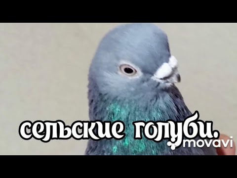 Видео: Сельские голуби. Моздок село Комарова.Голуби  Геннадия, 8 928 484 67 93.