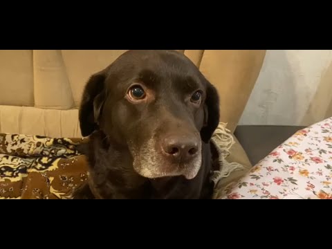 Видео: Что любит лабрадор больше всего