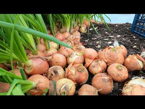 Видео: Какие способы используются для нарезки зеленого лука. Лук на перо