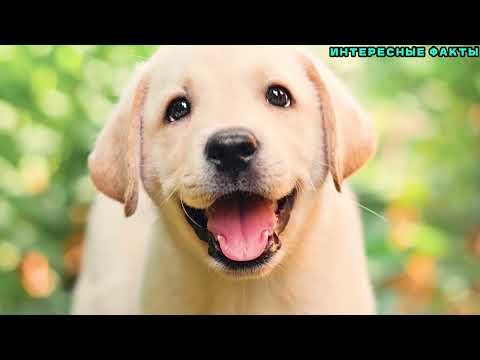 Видео: ✔️ИНТЕРЕСНЫЕ ФАКТЫ О СОБАКАХ.