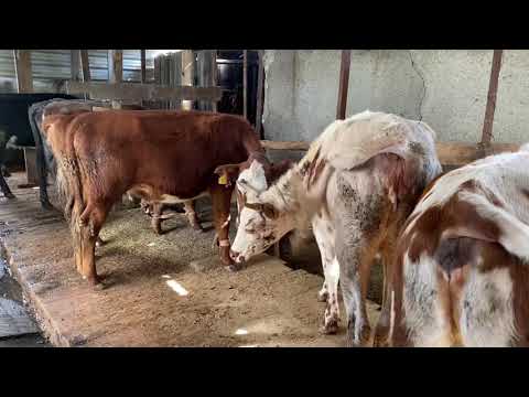 Видео: Бордақы тайншалар,1 🌙-дағы нәтиже 