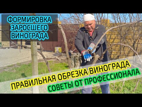 Видео: Обрезка винограда. Советы профессионала. Правильная формировка куста винограда.