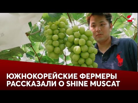 Видео: Южнокорейские фермеры отказываются выращивать Shine Muscat