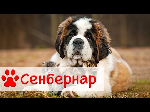Видео: Сенбернар | Все о породе собак Сенбернар
