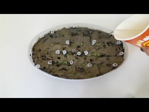 Видео: Эустома! САМЫЙ ВАЖНЫЙ МОМЕНТ ПРИ ВЫРАЩИВАНИИ. За 10 дней до пикировки делайте так!!!!!