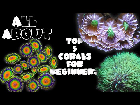 Видео: 5 лучших кораллов для новичков