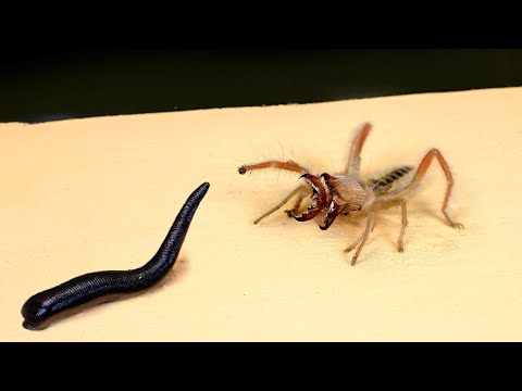 Видео: ЧТО БУДЕТ,  ЕСЛИ СОЛЬПУГА УВИДИТ ПИЯВКУ? ВЕРСУС ВЕРБЛЮЖЕГО ПАУКА!