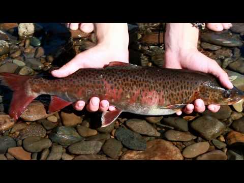 Видео: Томпорук - река в глухой тайге