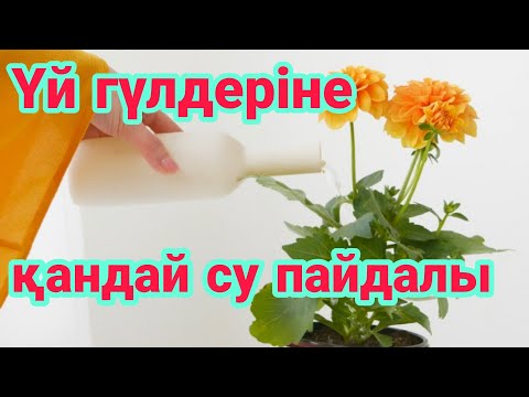 Видео: Үй гүлдеріне қандай су пайдалы. Үй гүлдерін суғару. Үй гүлдерін күтіп баптау. Гүлдер әлемі.