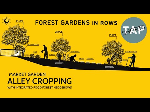 Видео: ИЗГОРОДЬ В ЛЕСНОМ САДУ | ОБРЕЗКА АЛЛЕИ НА РЫНКЕ | ШОРТЫ ДЛЯ СТРИПСА