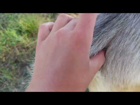 Видео: Чи можна помагати козі родити