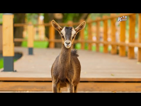 Видео: А у реки 5. Зарайск