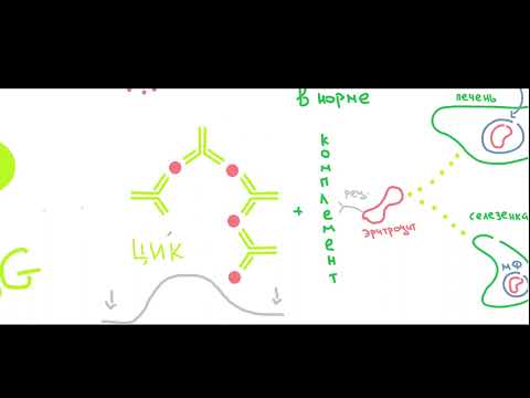 Видео: Гиперчувствительность 2 (цитотоксическая) и 3 (иммунокомплексная) типов. Часть 1