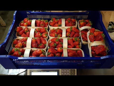 Видео: // СБОР КЛУБНИКИ НА ПРОДАЖУ // ШМЕЛИ KOPPERT