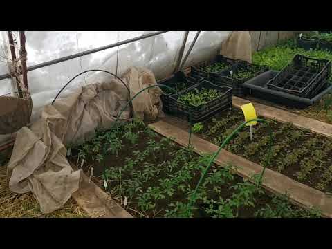 Видео: Эффективная защита от заморозков высаженной в теплицу рассады помидоров в 2021 году Подмосковье
