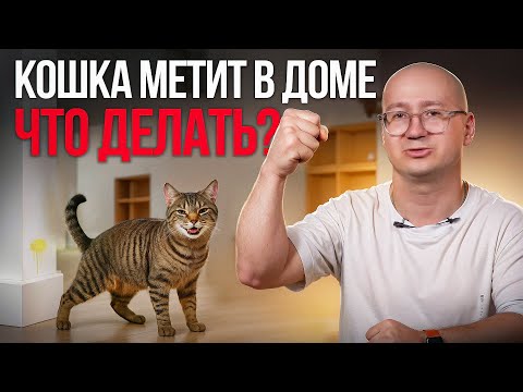 Видео: Кошка метит в квартире: есть решение