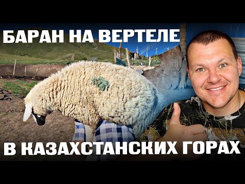 Видео: БАРАН НА ВЕРТЕЛЕ | Баран на Уке В КАЗАХСТАНСКИХ ГОРАХ | каштанов реакция
