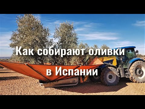 Видео: Как собирают оливки в Испании