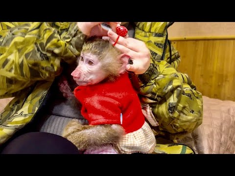 Видео: Анфиса и Финик ПРИНАРЯДИЛИСЬ и готовы к ПЕРЕЕЗДУ! 