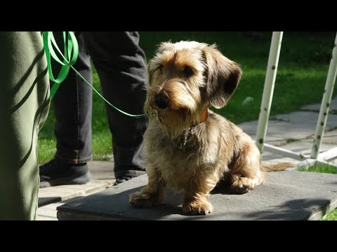 Видео: Догтренинг 630. Жесткошерстная такса. Коррекция с собакой-учителем.