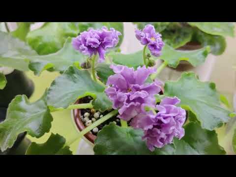 Видео: Моя коллекция фиалок.