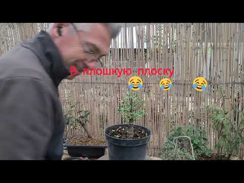 Видео: Все этапы создания бонсай из Гинкго Билоба. (Ginkgo Biloba Bonsai)