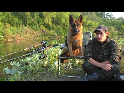 Видео: Сом и летучая мышь. Ночной улов на лесной реке