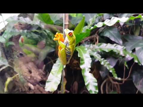 Видео: Общение с лягушками на выставке амфибий. Водоносы, жабы, веслоноги, квакши