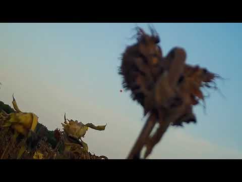 Видео: Лов на пернати