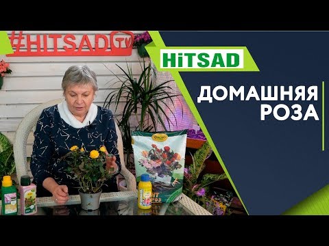 Видео: Как ухаживать за Розой в Горшке 🌹Цветоводство с  Хитсад ТВ