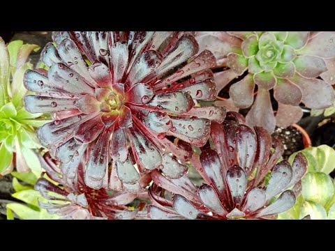 Видео: Снова подготовка. Эониумы, укоренение. Выставки.