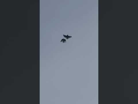 Видео: Серпастые голуби Олега. Гуково.