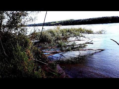 Видео: ПУТЬ РЫБАКА на матушку ОБЬ! РЫБАЛКА В ДИКОМ КОРЯЖНИКЕ на САЗАНА , ЩУКУ и их друзей. Жизнь на берегу!