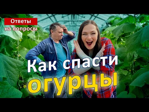 Видео: СРОЧНО! Желтеют листья огурцов!
