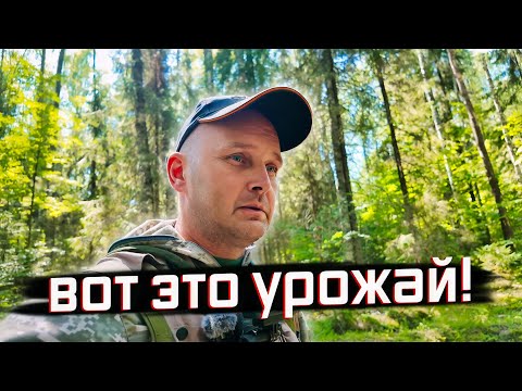 Видео: РЕДКИЕ ГРИБЫ В ЛЕСУ: ВОТ ЭТО УРОЖАЙ! Грибные поляны, каких ещё не видел!