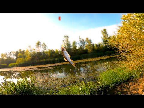 Видео: ЯК ДУЖЕ ЛЕГКО ВПІЙМАТИ СПІНІНГОМ РИБУ, ЛОВЛЯ НА ПОПЛАПОПЕР ПЛОТВУ